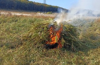 Обязанность Уничтожать Дикорастущую Коноплю: Штрафы и Ответственность