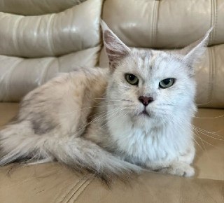 На улице Херсонская найдена потерянная кошка породы Мейн-кун