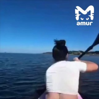 Акулы в Хабаровском крае: хищница подкралась к отдыхающим на сапе