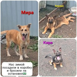 Помощь бездомным животным: сбор средств для приюта в Большом Камне